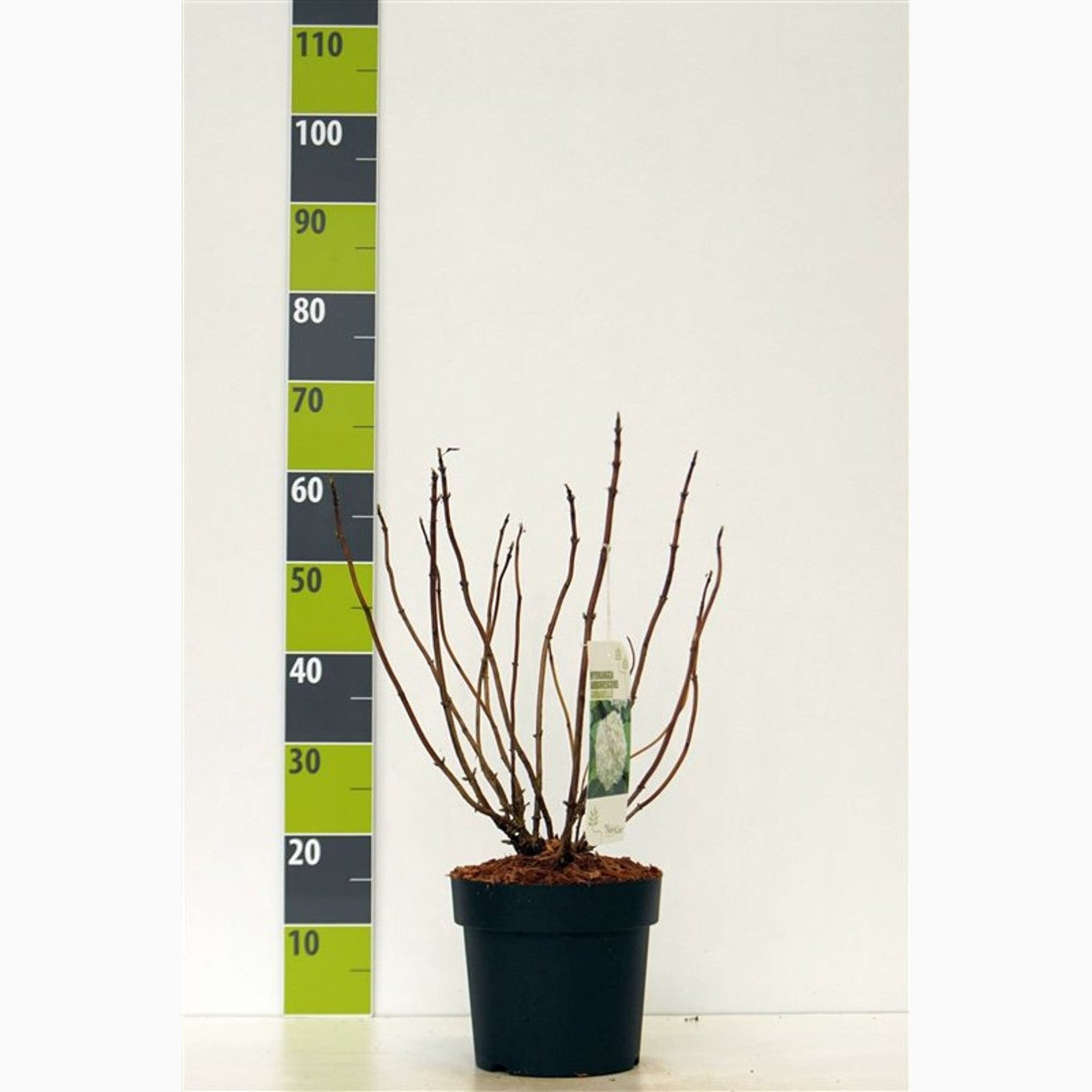 Hortensia – Hydrangea arborescens 'Annabelle' - C4,6 40-60 CM